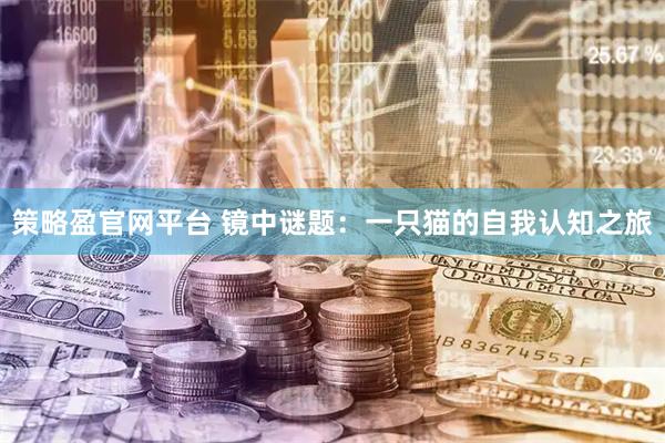 策略盈官网平台 镜中谜题：一只猫的自我认知之旅