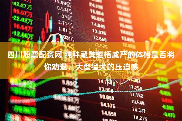 四川股票配资网 纯种藏獒魁梧威严的体格是否将你劝退，大型猛犬的压迫感